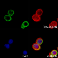 3 - Anti-SBAT1 Antibody AP51523