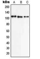 1 - Anti-NCX1 Antibody AP51525