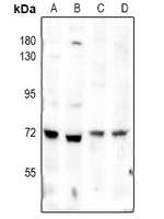 1 - Anti-SMAD4 Antibody AP51526