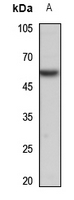 1 - Anti-SMAD5 Antibody AP51527