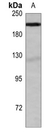 1 - Anti-BRM Antibody AP51528