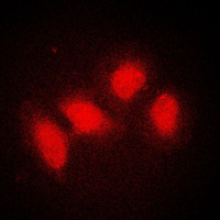 3 - Anti-SMG7 Antibody AP51529