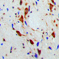 19 - Anti-SMG7 Antibody AP51529