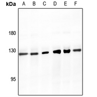 1 - Anti-SMG7 Antibody AP51529