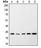 1 - Anti-SNAP25 Antibody AP51530