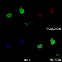 3 - Anti-SNX1 Antibody AP51531
