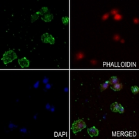 3 - Anti-Osteopontin Antibody AP51532