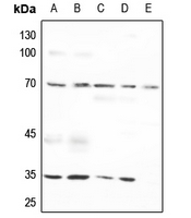 1 - Anti-Osteopontin Antibody AP51532