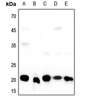 1 - Anti-SRSF3 Antibody AP51533