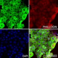 3 - Anti-SRY Antibody AP51535