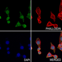 3 - Anti-SYT Antibody AP51536