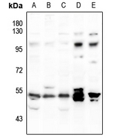 1 - Anti-SYT Antibody AP51536