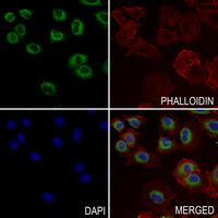3 - Anti-Somatostatin Antibody AP51537
