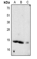 1 - Anti-Somatostatin Antibody AP51537