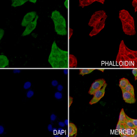 3 - Anti-CD75 Antibody AP51539