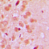 19 - Anti-CD75 Antibody AP51539