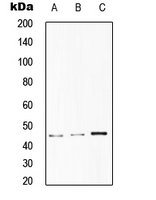 1 - Anti-CD75 Antibody AP51539