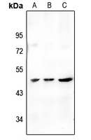 1 - Anti-STAC2 Antibody AP51540