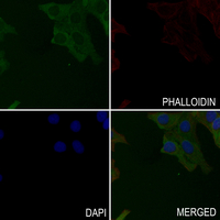 3 - Anti-Striatin Antibody AP51542