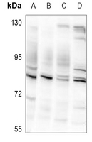 1 - Anti-Striatin Antibody AP51542