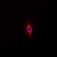 3 - Anti-SURF1 Antibody AP51543