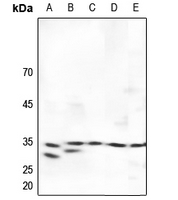 1 - Anti-SURF1 Antibody AP51543
