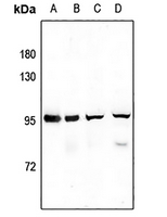 1 - Anti-SV2C Antibody AP51544