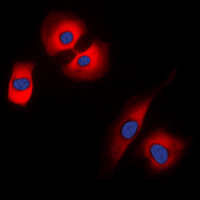 3 - Anti-Synaptophysin Antibody AP51545