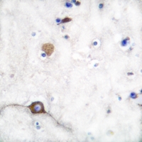 19 - Anti-Synaptophysin Antibody AP51545