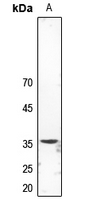 1 - Anti-Synaptophysin Antibody AP51545