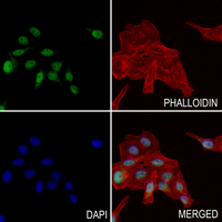3 - Anti-TAF6L Antibody AP51546