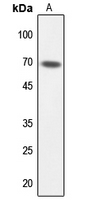 1 - Anti-TAF6L Antibody AP51546