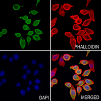3 - Anti-JIK Antibody AP51547