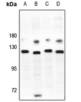 1 - Anti-JIK Antibody AP51547