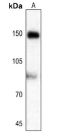 1 - Anti-AS160 (Phospho-T642) Antibody AP51548
