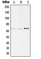 1 - Anti-TBX15/18 Antibody AP51549