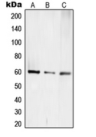 1 - Anti-TCEB3C Antibody AP51550