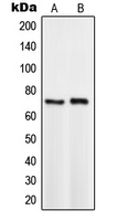 1 - Anti-TCF3 Antibody AP51551