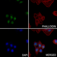 3 - Anti-TCF7 Antibody AP51552