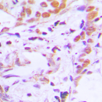 19 - Anti-TCF7 Antibody AP51552