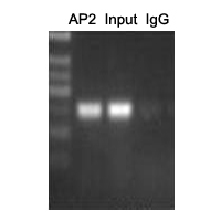 9 - Anti-AP2 alpha/beta Antibody AP51553