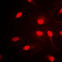 3 - Anti-AP2 alpha/beta Antibody AP51553