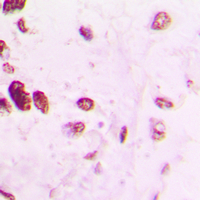 19 - Anti-AP2 alpha/beta Antibody AP51553