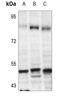 1 - Anti-TFDP1 Antibody AP51554