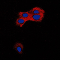 3 - Anti-TGF beta 1 Antibody AP51556