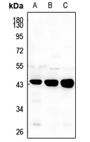1 - Anti-TGF beta 1 Antibody AP51556