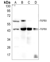 1 - Anti-TGF beta 3 Antibody AP51558