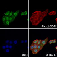3 - Anti-THRA Antibody AP51562