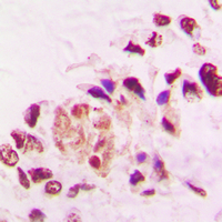 19 - Anti-THRA Antibody AP51562