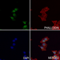 3 - Anti-THRB Antibody AP51563